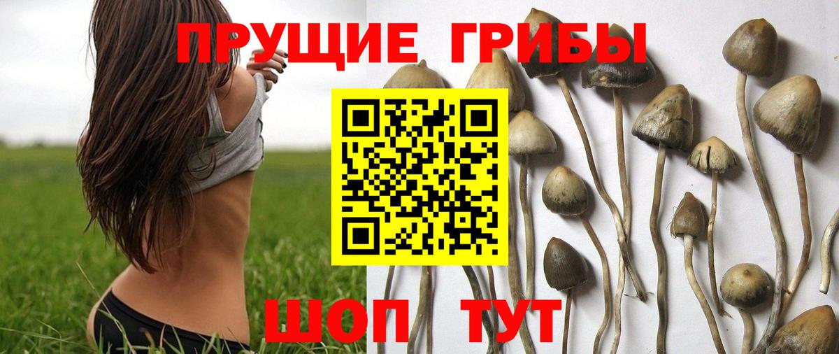 Великий Новгород  Галлюциногенные грибы MAGIC MUSHROOMS  закладка  Псилоцибиновые грибы мицелий  Вход с VPN 